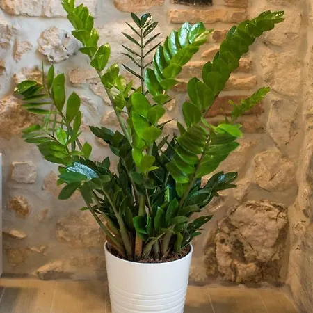 Tara * Vrbnik (Primorje-Gorski Kotar)